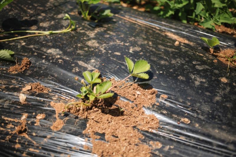 Нужно ли убирать спанбонд на зиму